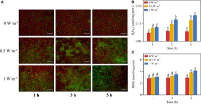 Ultraviolet-B radiation stress triggers reactive oxygen species and regulates the antioxidant defense and photosynthesis systems of intertidal red algae Neoporphyra haitanensis